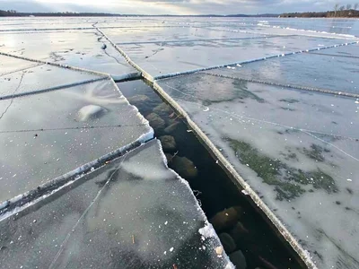 Thin ice with visible water beneath