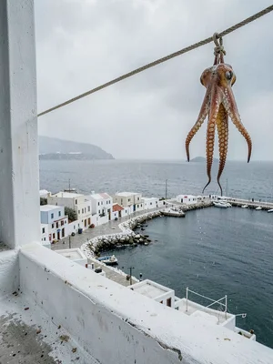 Octopus Drying on Empty Waterfront