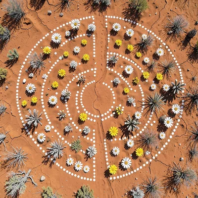 Scattered desert flowers — white and yellow — dotting terracotta soil, top-down