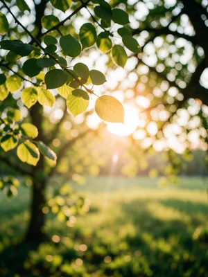 Light filtering through translucent green leaves, bokeh, spring canopy