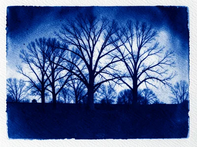 Cyanotype print of bare tree silhouettes, deep Prussian blue, eerie mood