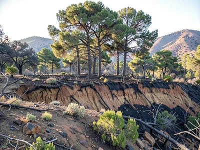 Ground fire scar with canopy still intact above