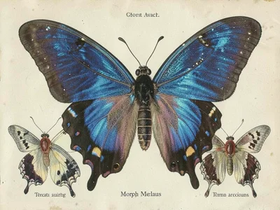 Blue morpho butterfly specimen plate