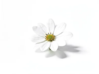 White flower emerging from white
