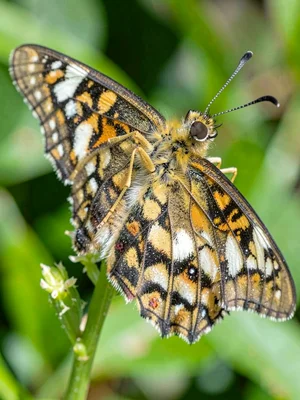 Butterfly proboscis