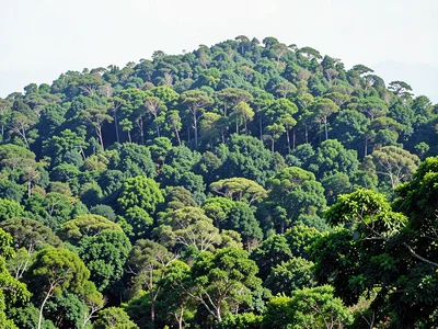 Forest canopy from ridge
