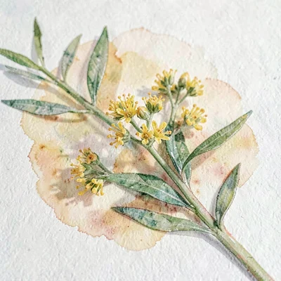Rooibos branch with tiny yellow flowers, fine watercolor pigment on warm paper