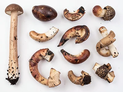 Shell collection
