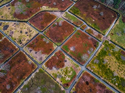 Old drainage ditches creating grid pattern from altitude
