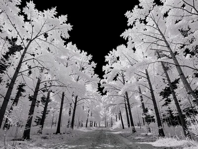 Forest with white foliage black sky