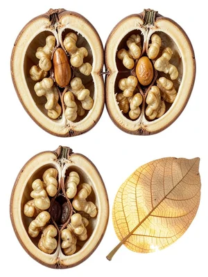 Walnut Half Convoluted Kernel Interior Architecture