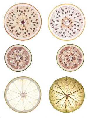 Citrus Cross-Section Vesicle Architecture Star Pattern