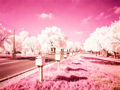 A row of suburban mailboxes along a road with white-foliaged trees receding into