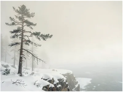 Gaunt larch on a snowy promontory, last needles long gone, sea below an undiffer