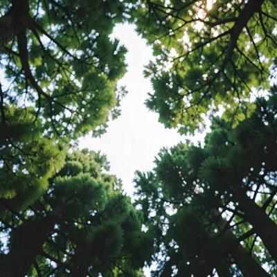 canopy view from below, layered green silhouettes