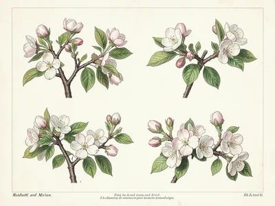 A plate showing four varieties of apple blossom on a single sheet, each branch w
