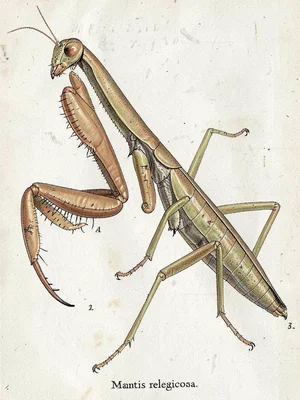 Praying mantis specimen plate
