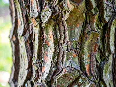 Tulip tree deep grooves