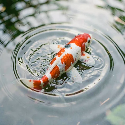 Closeup of red and white koi backs breaking the surface, water rippling outward 