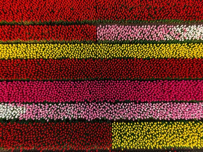 Tulip fields in the Netherlands, rows of red, yellow, pink, and white creating h