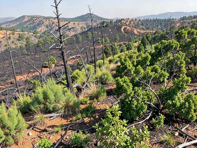 Recovery gradient from recent burn to established growth