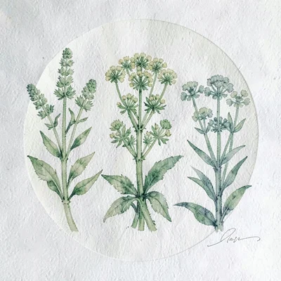 Gouache plate of three sedum varieties in graduated greens, paper tooth
