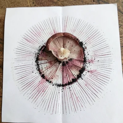 Spore print still in progress, mushroom cap sitting on paper, spores visibly acc