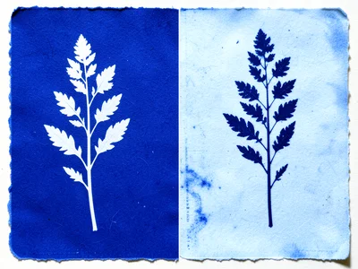 Cyanotype negative: dark plant specimen on light blue background, reversed by ex