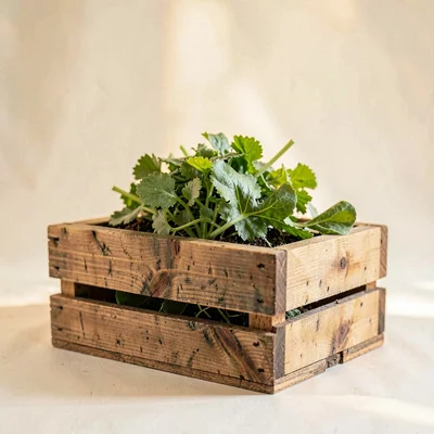 Lightbox food still life of a wooden crate with a small mound of leafy greens, h