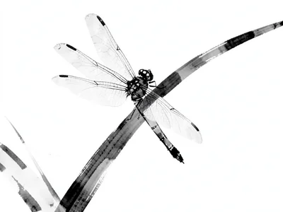Dragonfly resting on a reed, wings barely indicated in pale grey wash