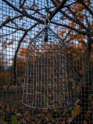 Woven wire bat sculpture hanging from branch, autumn twilight