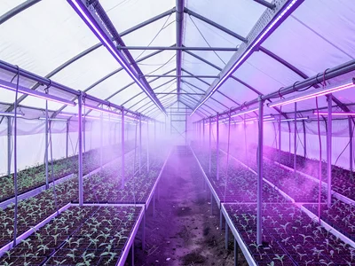 Polytunnel Rows to Horizon