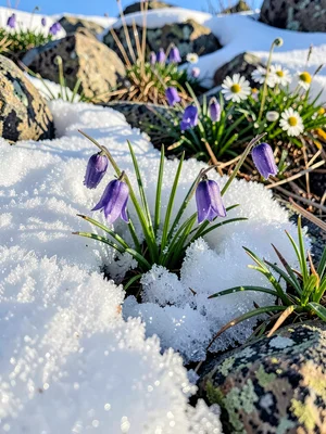 Alpenblumen