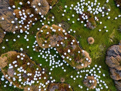 Bog cotton heads creating white dots across green surface