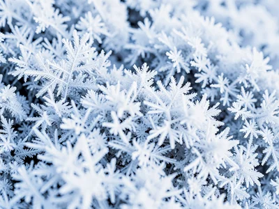 Dense hoarfrost creating white fur texture