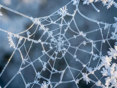 Ice crystals growing on spiderweb filaments in morning cold