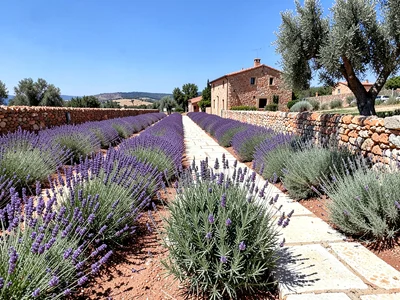 Herbes de Provence
