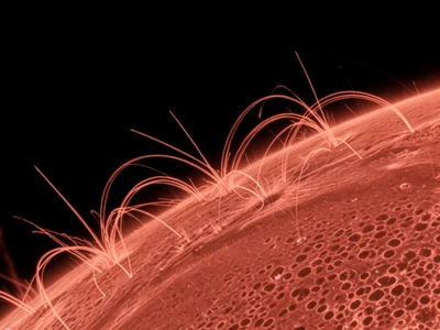 Prominences at limb silhouetted against space, complex looping plasma architectu