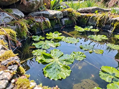 Sea lettuce floating in pool surface