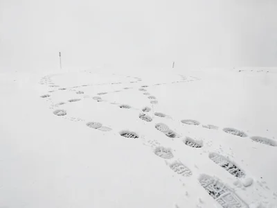 Animal tracks creating pattern on white
