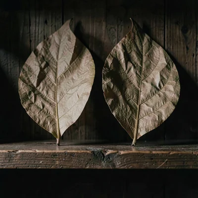 Two paper sheets crumpled into oversized leaves on a wooden shelf, moody chiaros