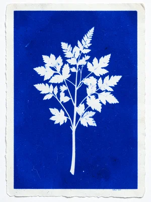 Cyanotype print of graduation bouquet, blue silhouettes of congratulatory flower