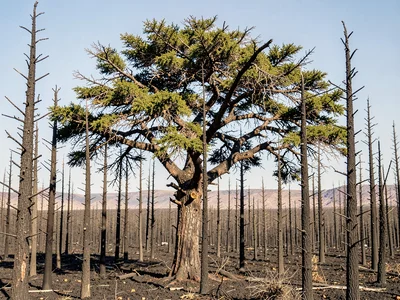 Single living tree surviving among burned dead standing