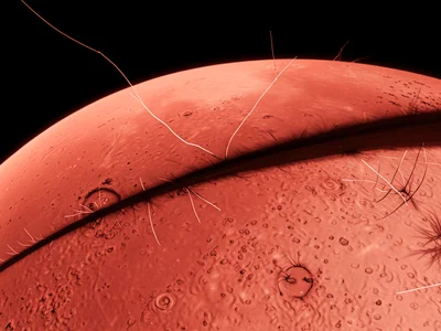 Solar filament threading across the disc, dark ribbon of cooler plasma suspended