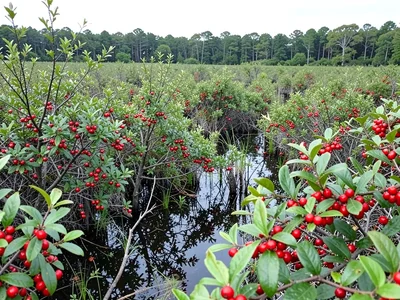 Cranberry bog harvest