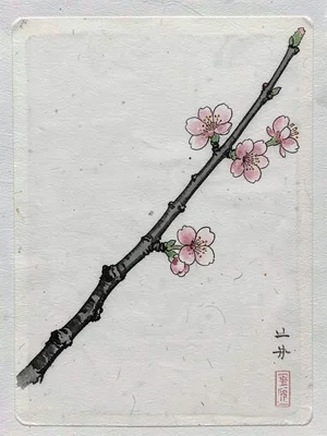Spring cherry branch with a few open blossoms, minimal negative space