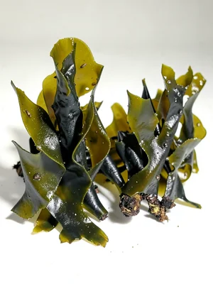 Seaweed specimens