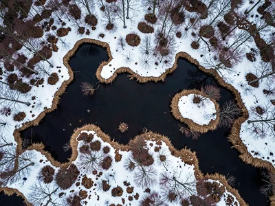 Winter bog showing snow-covered hummocks against dark pools