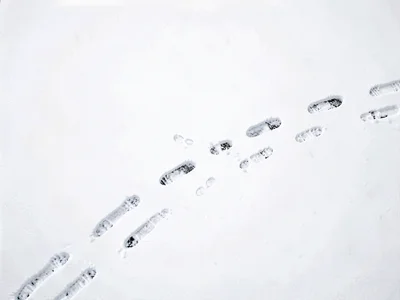Animal tracks crossing white field