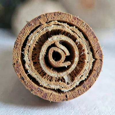 Cross-section macro of a cinnamon quill showing tight inner curls and bark layer